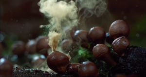 "The Coolest Nature Video Ever"