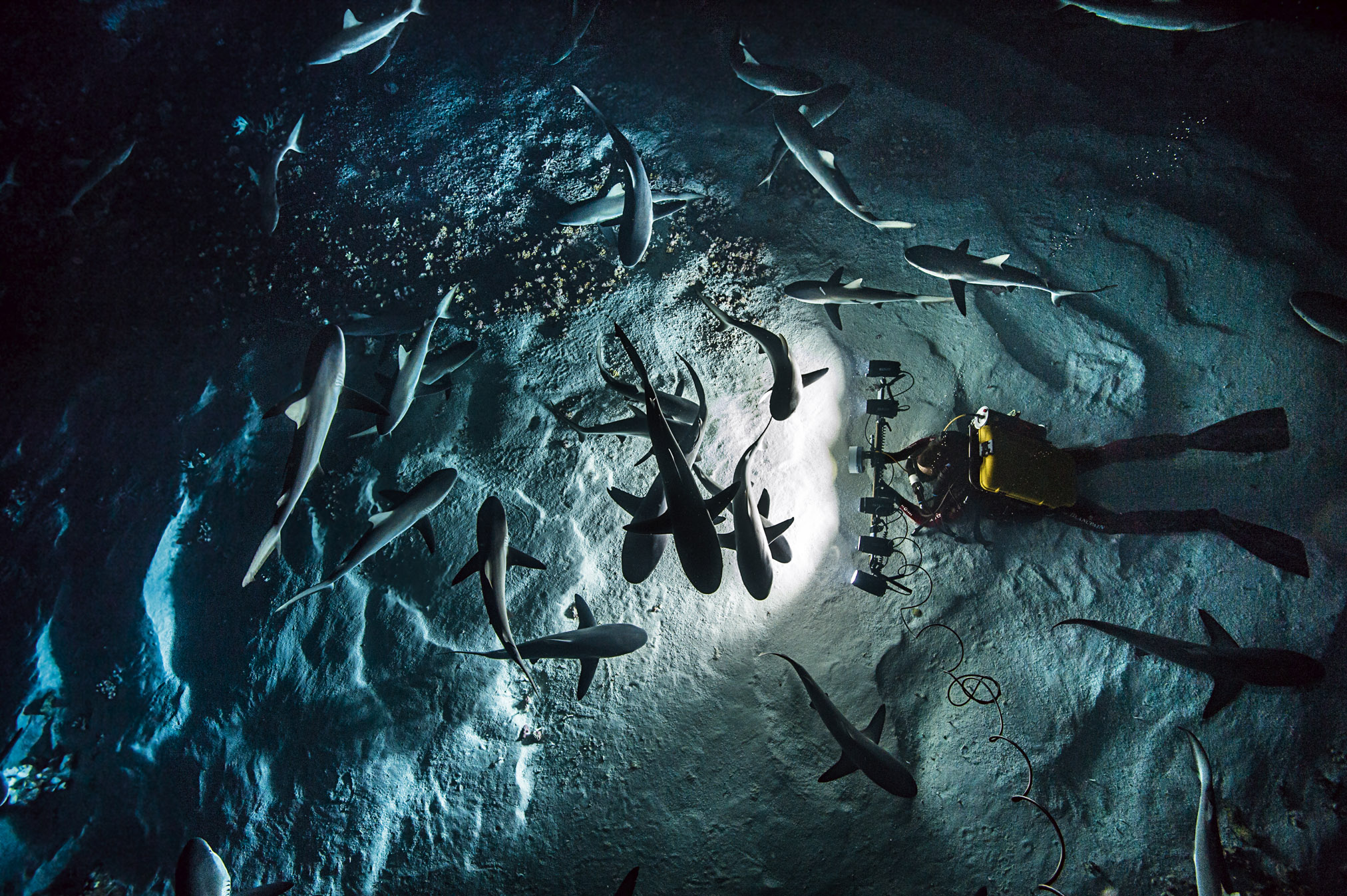 Laurent Ballesta - « 700 requins dans la nuit »